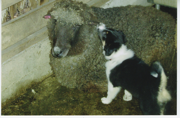 Tori meeting one of the Leicester Longwool ewe